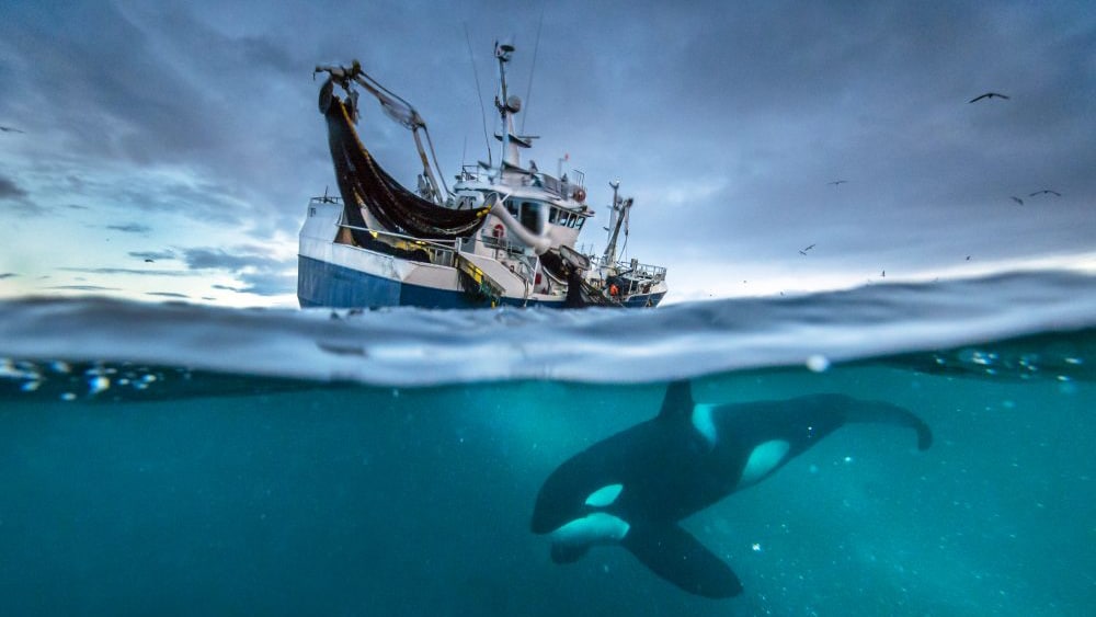 Discovery to Launch Global Factual Streamer by 2020 With BBC Content