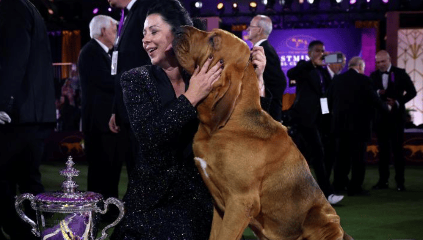 Trumpet, a Bloodhound, Wins Best in Show at the Westminster Dog Show